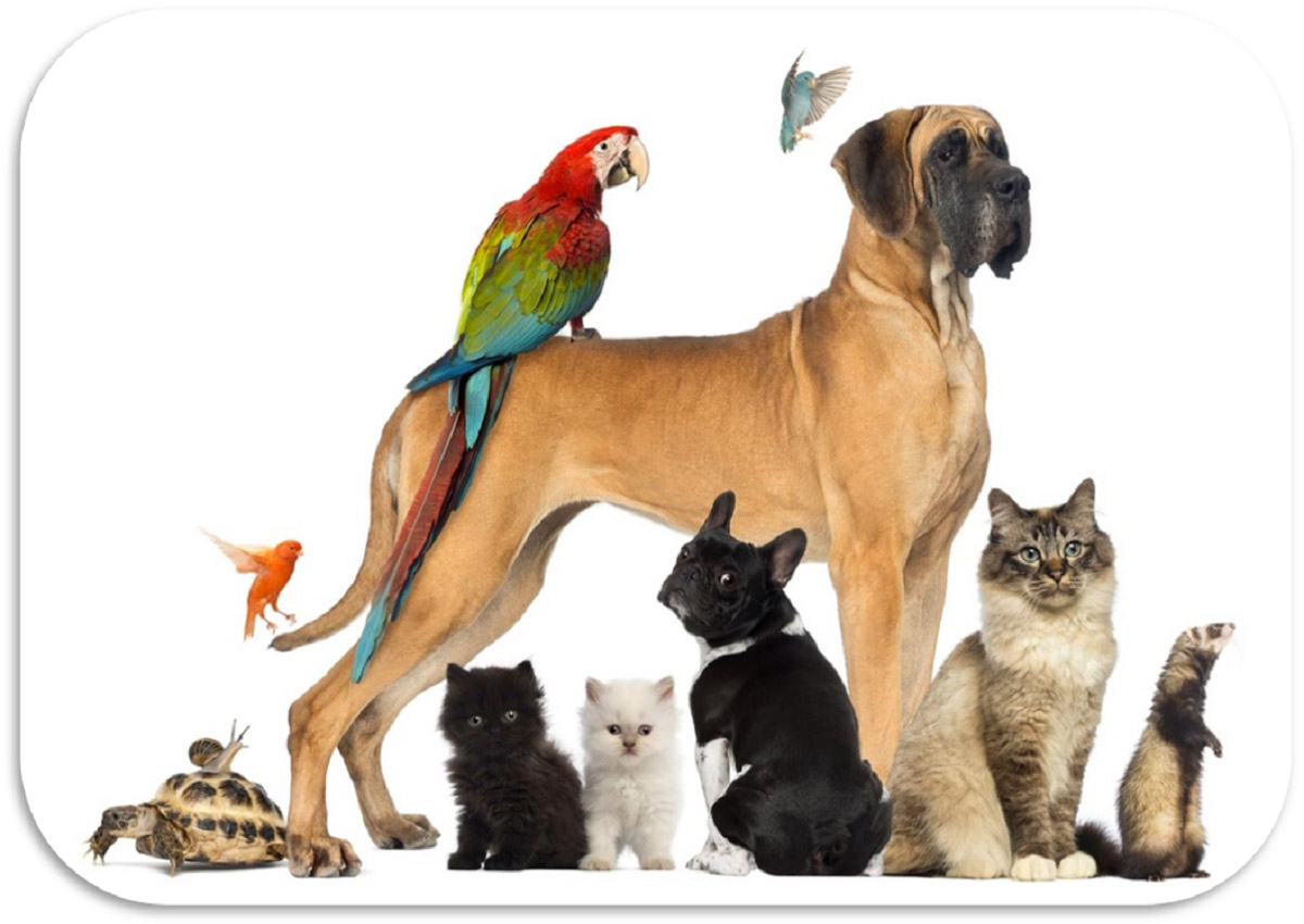 PERCH AVERE ANIMALI DOMESTICI Il Mondo Degli Animali perch-avere-animali-domestici-il-mondo-degli-animali