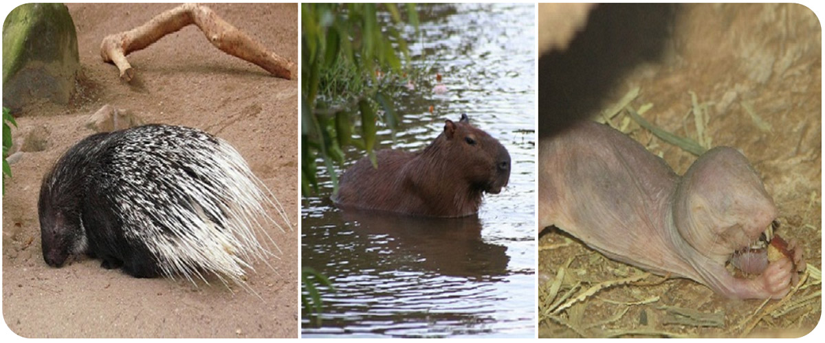 strice - capibara - eterocefalo glabro