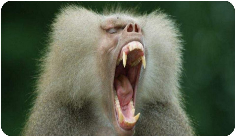 i denti spaventosi del babbuino