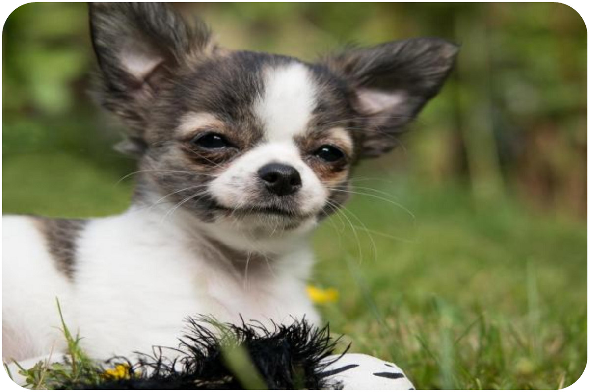 I CINQUE CANI PIÙ PICCOLI DEL MONDO Il Mondo degli Animali