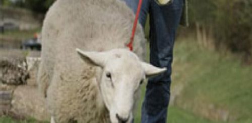 la pecora come animale domestico