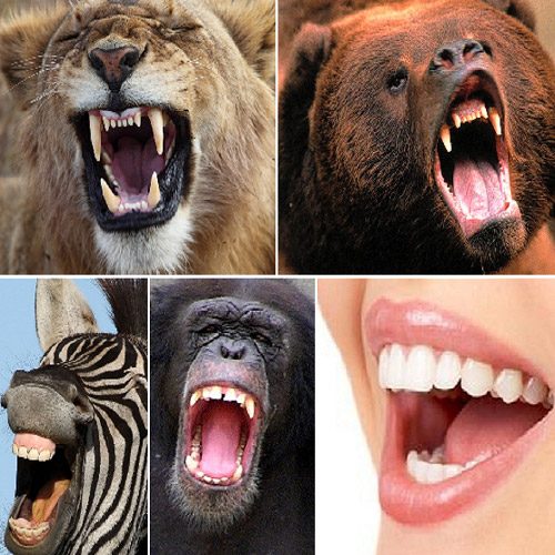 Animali Carnivori Erbivori E Onnivori Wikipedia