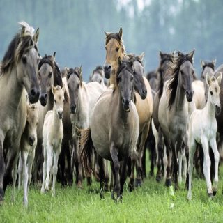 il comportamento del cavallo nel branco