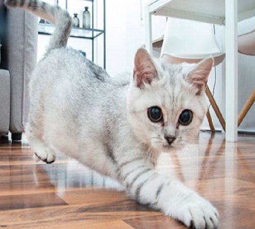 come fare ambientare un gatto in casa