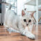 COME FARE AMBIENTARE UN GATTO IN CASA