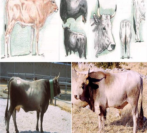 le caratteristiche della razza bovina podolica