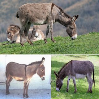 l’evoluzione storica dell’asino