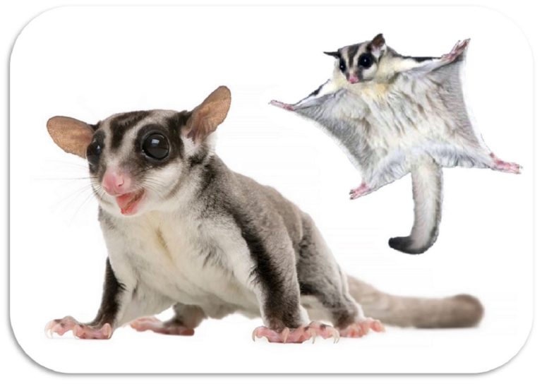 LE CARATTERISTICHE SOMATICHE DEL PETAURO DELLO ZUCCHERO Il Mondo degli Animali