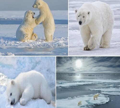 la descrizione dell’orso polare .