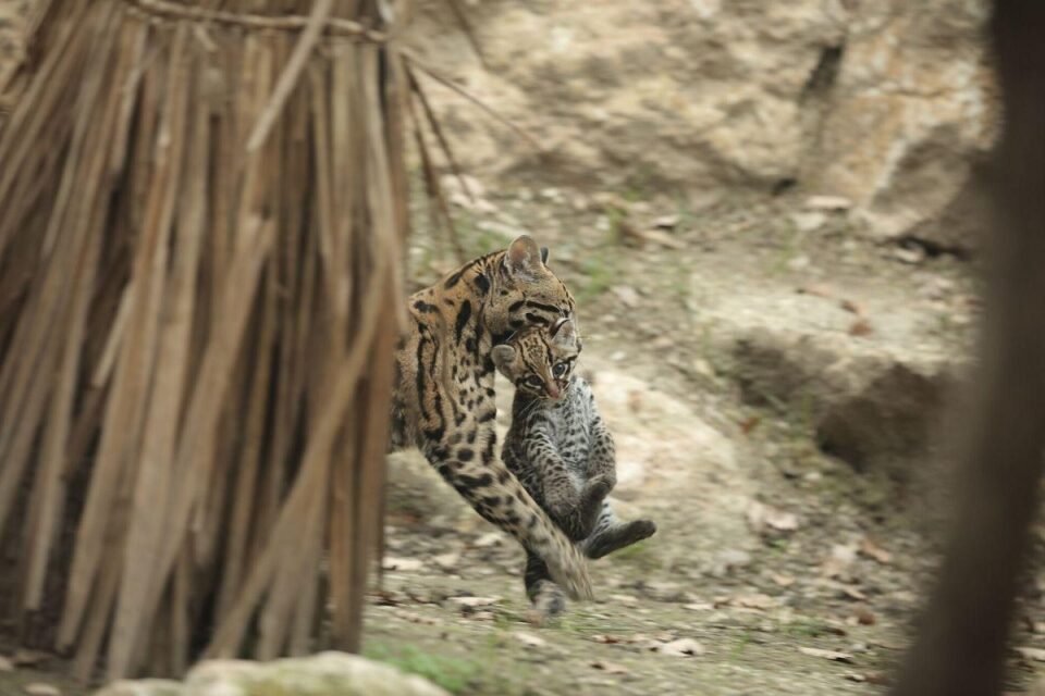 il recupero dell’ocelot a rischio estinzione 05